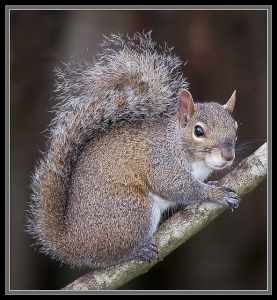 Sciurus - © Micheal Drummond